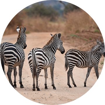 Op safari in Afrika: groepje zebra's = vijf streepjesbroeken van Rini Kools