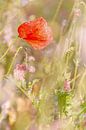 papaver von Corine Harkes Miniaturansicht