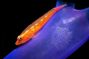Toothy goby
