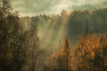 Atmospheric sunrise over the trees
