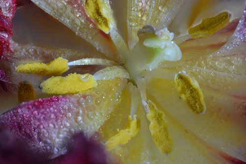 Cœur de pivoine