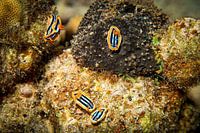 Sea slugs, Red Sea, Egypte