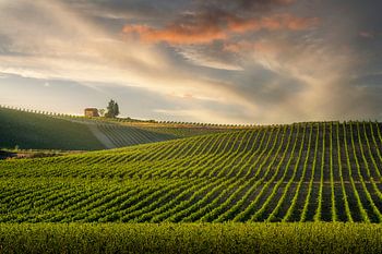 Chianti-Weinberge bei Sonnenuntergang in Castellina
