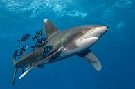 Shark on Speed by Norbert Probst thumbnail