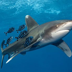 Shark on Speed by Norbert Probst