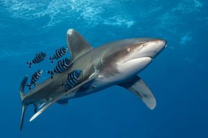 Hai-Speed-Longimanus mit Pilotfischen von Norbert Probst