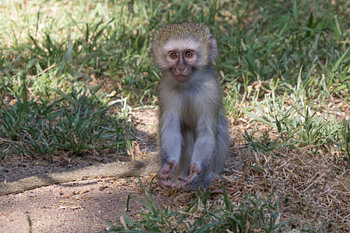 Begging monkey