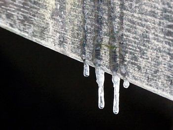 Vier kleine ijspegels in Park Sonsbeek te Arnhem