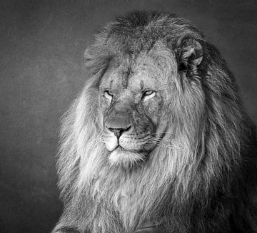 Lion en noir et blanc