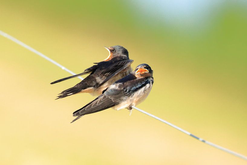 Swallows by Rinnie Wijnstra (FotoAmeland )