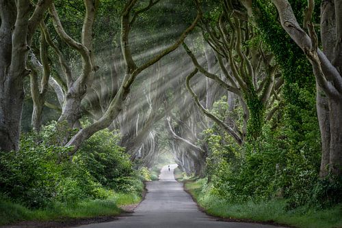 Dark Hedges