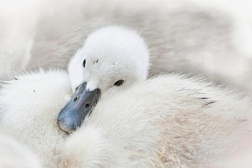 Cygnet rest. Black and white by Rietje Bulthuis