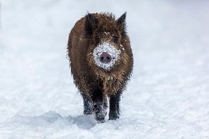 Le sanglier en hiver