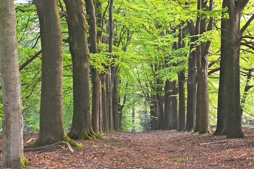 Bos von Judith  van Eden