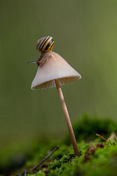 Snail on adventure by Jacco van Son