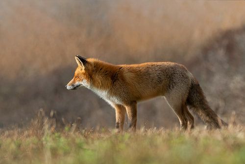 Just a fox
