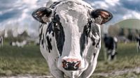 Vache
