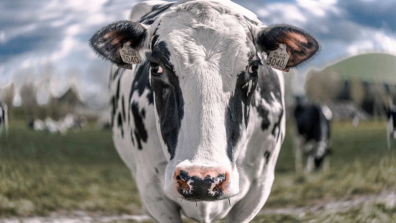 Cow by FinePixel