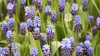 Blauwe druiven