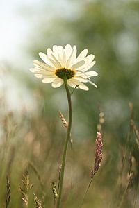 Wild daisy by LHJB Photography