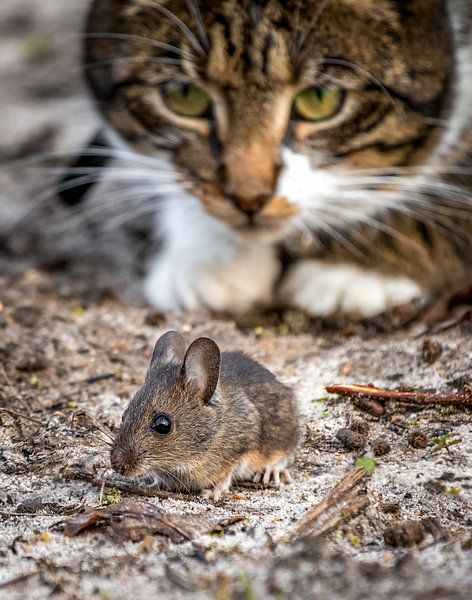 Jeu du chat et de la souris. par Hans Buls Photography