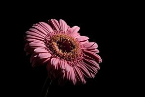 Gerbera sur Adriaan Westra