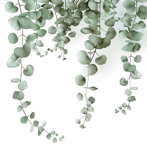 Eucalyptus waterval