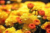 Gele, vrolijke bloemen von Alex van Damme Miniaturansicht