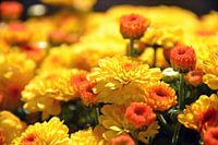 Gele, vrolijke bloemen