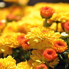 Gele, vrolijke bloemen sur Alex van Damme
