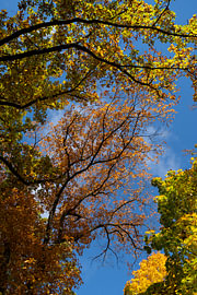 Colourful tree tops in the autumn forest