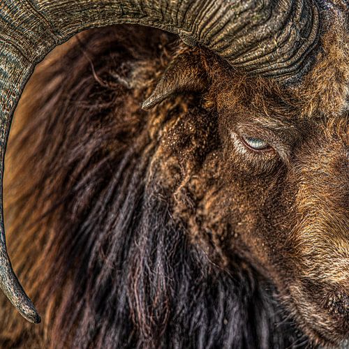 Portrait carré d'un bélier avec corne