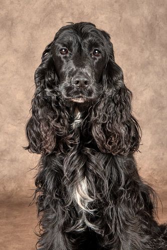 English Cocker spaniel