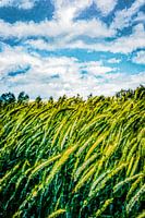 Wehender Mais bei starkem Wind