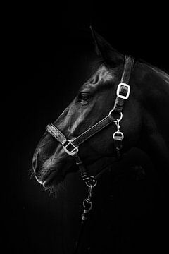 Het Zwarte Paard