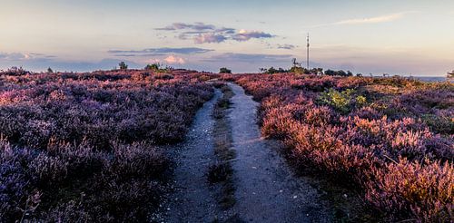 Heath path on the Archemerberg by peterheinspictures