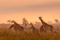 Een familie van giraffen in het morgenlicht. van Gunter Nuyts thumbnail