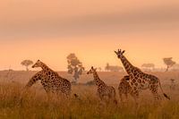 Une famille de girafes dans la lumière du matin.