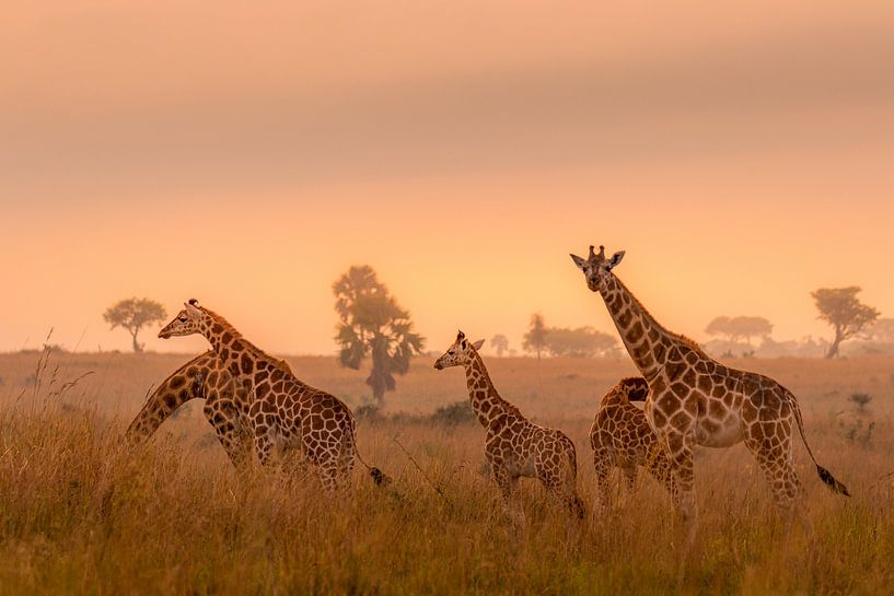 Een familie van giraffen in het morgenlicht. van Gunter Nuyts