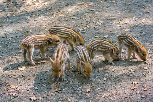 Groep jonge wilde zwijnen zoekt voedsel op grond in bos