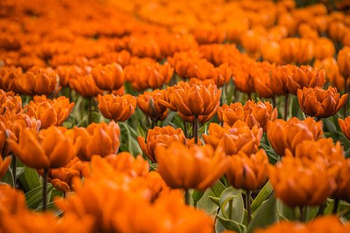 Champ de tulipes orange