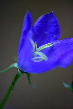 Een blauw bloemetje van Gerard de Zwaan