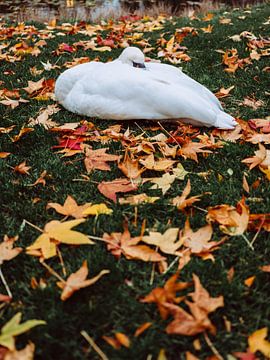 Swan by Steven Plitz