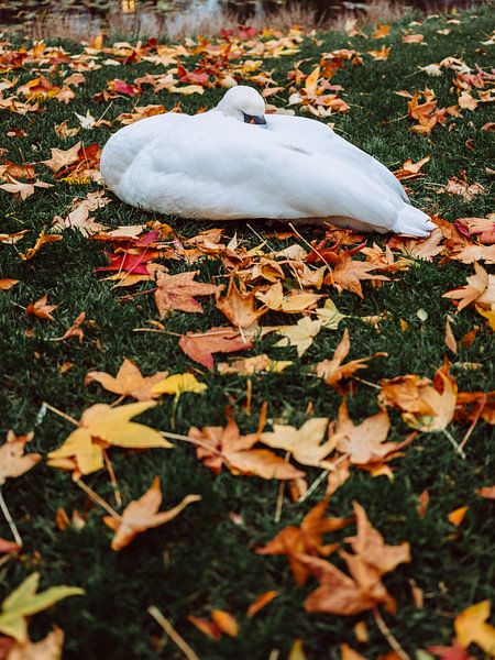 Cygne par Steven Plitz