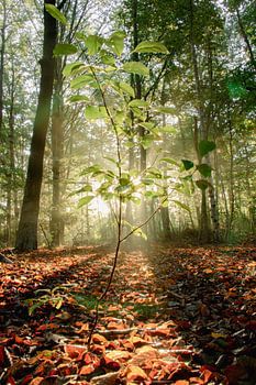 Petit arbre dans la lumière du matin / Rayons du soleil à travers la forêt / Photographie de nature