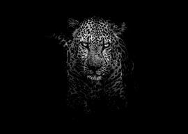 Panther von Truckpowerr