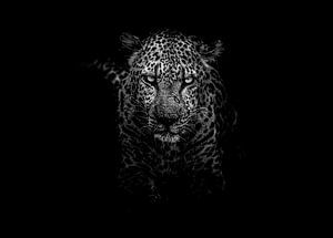 Panther