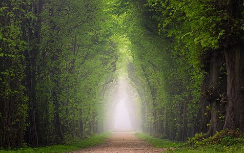 Ambiance matinale dans la forêt sur Nils Steiner