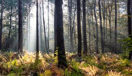 Herfst 2018 deel 7 sur Bart Ceuppens