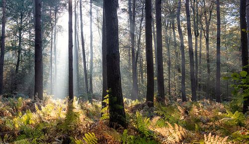 Herfst 2018 deel 7